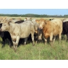 Image 11 : Hidden Creek Farms Ltd. - 975# Sept/Oct Delivery Grass Heifers - 63 Head (Fort Qu'Appelle, SK)