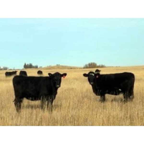Herbert Ranching - 935# October Delivery Grass Heifers - 110 Head (Wainwright, AB)