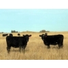 Image 1 : Herbert Ranching - 935# October Delivery Grass Heifers - 110 Head (Wainwright, AB)