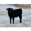 Image 9 : Stockwell Cattle Ltd. - 550# December Delivery Steer Calves - 70 Head (Macrorie, SK) VBP+