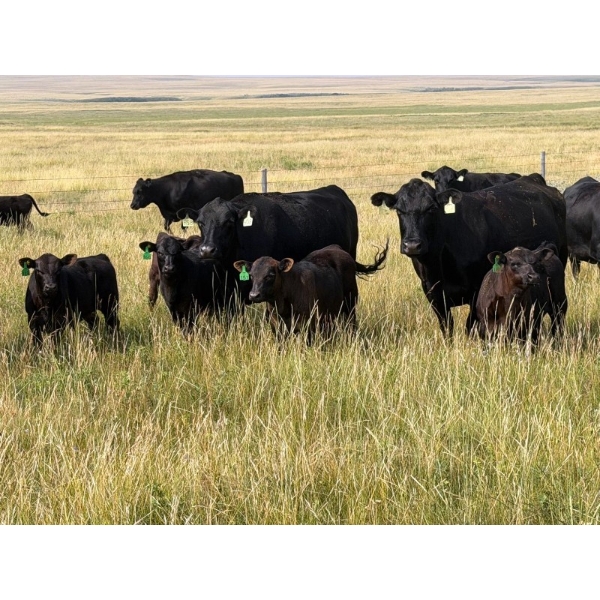Vredegoor Ranch - 500# October Delivery Steer Calves - 195 Head (Handhills, AB)