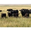 Image 1 : Vredegoor Ranch - 500# October Delivery Steer Calves - 195 Head (Handhills, AB)