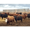 Image 2 : Van Hall Cattle Company Ltd. - 990# April Delivery Steers - 216 Head (Scandia, AB)