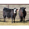 Image 3 : Darren Wagner - 24 Black Angus X Replacement Heifers (Lancer, SK)