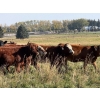 Image 3 : Carter Morison - 870# October Delivery Grass Heifers - 130 Head (Airdrie, AB)