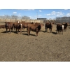 Image 13 : SVM Farms - 630# May Delivery Steers - 67 Head (Vauxhall, AB)