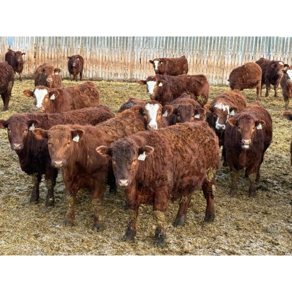 Doerksen Farms - 900# February Delivery Steers - 72 Head (Gem, AB)