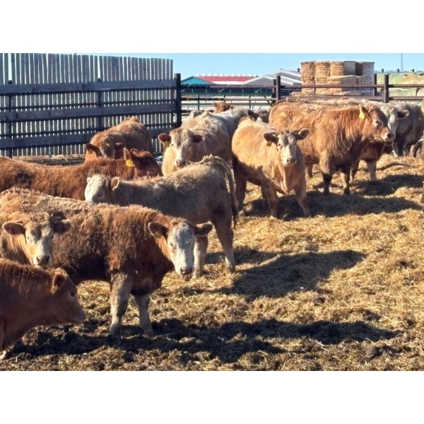 Elkwater Farming Co. - 950# March Delivery Steers - 135 Head (Irvine, AB)