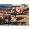 Image 1 : Elkwater Farming Co. - 950# March Delivery Steers - 135 Head (Irvine, AB)