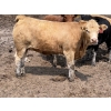 Image 4 : Birch Island Land & Cattle - 1075# July Delivery Heifers - 57 Head (Rhein, SK)