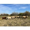 Image 5 : Sharp Hills Ranch Ltd. - 1020# October Delivery Grass Heifers - 500 Head (Sedalia, AB)