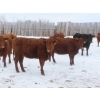 Image 8 : Breault Ranching Ltd. - 900# February Delivery Open Heifers - 114 Head (Ste. Rose, MB) VBP+