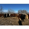 Image 2 : Chris Bartel - 1025# March Delivery Steers - 60 Head (Fort Vermilion, AB)