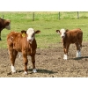 Image 2 : Diamond I Farms - 24 Simm/Angus X Cow/Calf Pairs (Irricana, AB)