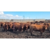 Image 1 : Ripple Rock Ranch - 875# July Delivery Heifers - 170 Head (Fincastle, AB)
