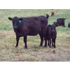 Image 4 : Allan & Janet Nameth - 590# November Delivery Steer Calves - 100 Head (Cupar, SK) VBP+