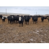 Image 6 : Ripple Rock Ranch - 820# January Delivery Steers - 260 Head (Fincastle, AB)
