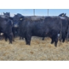 Image 1 : Brent & Tyler Stammers - 2 Red Cows (Pen 705)
