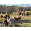 Image 5 : JOJ Cattle Co. - 740# November Delivery Steer Calves - 85 Head (Marwayne, AB)