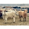 Image 6 : Stahlville Colony - 990# January Delivery Steers - 92 Head (Rockyford, AB)