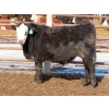 Image 9 : Bezan Cattle Corporation - 725# March Delivery Steers - 75 Head (Midale, SK)