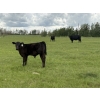 Image 5 : Box T Ranch - 560# October Delivery Steer Calves - 50 Head (Yeoford, AB)