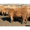 Image 12 : Williamson Farms - 922# April Delivery Heifers - 250 Head (Bow City, AB)