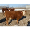 Image 4 : Greg Trewin - 30 RBF/RWF/Red Bred Heifers (Coulter, MB)
