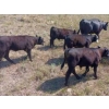 Image 6 : 44 Cattle Co./T6 Ranch - 650# November Delivery Heifer Calves - 90 Head (OK Falls, BC)