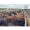 Image 4 : Box Anchor Farms - 740# June Delivery Heifers - 240 Head (Dewberry, AB)