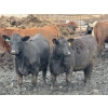 Image 3 : Cromer Cattle Company Inc. - 940# September Delivery Heifers - 64 Head (Cromer, MB)