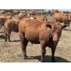 Image 12 : Lone Star Cattle Co. - 980# June Delivery Heifers - 215 Head (Strathmore, AB)