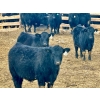 Image 7 : Stahlville Colony - 980# January Delivery Steers - 147 Head (Rockyford, AB)