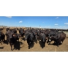 Image 6 : Cattlewood Farms Ltd. - 935# June/July Delivery Heifers - 133 Head (Fincastle, AB)