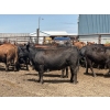 Image 5 : Brandt Boys Inc. - 940# June Delivery Heifers - 130 Head (Tolstoi, MB)