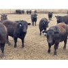 Image 7 : Lone Star Cattle Co. - 1030# May Delivery Steers - 305 Head (Strathmore, AB)