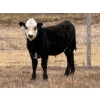 Image 1 : Jim Creek Ranch - 550# November Delivery Steer Calves - 105 Head (Minton, SK)