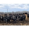 Image 5 : Shay & Sharmon Wilson - 920# March Delivery Steers - 115 Head (Bow Island, AB)