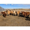 Image 2 : Hecker Farms Ltd. - 685# March Delivery Heifers - 63 Head (Piapot, SK)