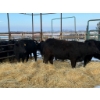 Image 2 : Armstrong Family Ranch - 5 Heifers (Pen 148)