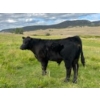 Image 3 : J. Manning & A. Bates - 590# October Delivery Steer Calves - 65 Head (Hat Creek, BC)