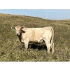 Image 2 : Sharp Hills Ranch Ltd. - 1020# October Delivery Grass Heifers - 500 Head (Sedalia, AB)