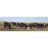 Image 4 : M.S. MacLean Livestock - 985# September Delivery Grass Steers - 264 Head (Coaldale, AB)