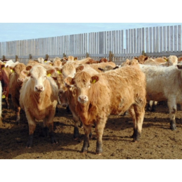 Justin Tateson - 925# March Delivery Heifers - 130 Head (Scandia, AB)