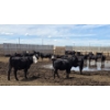 Image 4 : Ripple Rock Ranch - 700# June Delivery Heifers - 90 Head (Fincastle, AB)