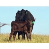 Image 10 : Bruce & Heather Clayton - 600# December Delivery Steer Calves - 100 Head (Strathmore, AB)
