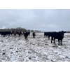 Image 7 : Randy Kehler - 25 Black/Black X Spring Calving Bred Heifers (Eriksdale, MB)