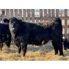 Image 3 : Attema Farms Ltd. - 970# February Delivery Steers - 64 Head (Bentley, AB)