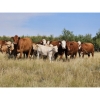 Image 6 : Logan Brothers (Rod, Barry & Bruce) - 615# October Delivery Heifer Calves - 80 Head (Oyen, AB)