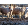 Image 4 : Munro Farms - 980# March Delivery Steers - 140 Head (Kelwood, MB)